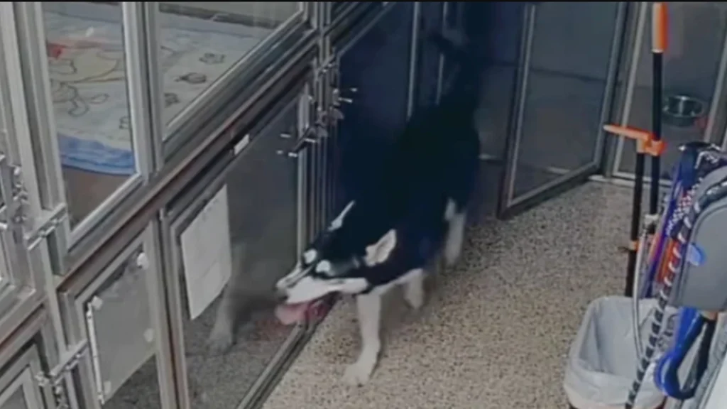 Hund bryder ud af sit bur på dyreinternat: Ingen havde regnet med hvad hunden så ville gøre