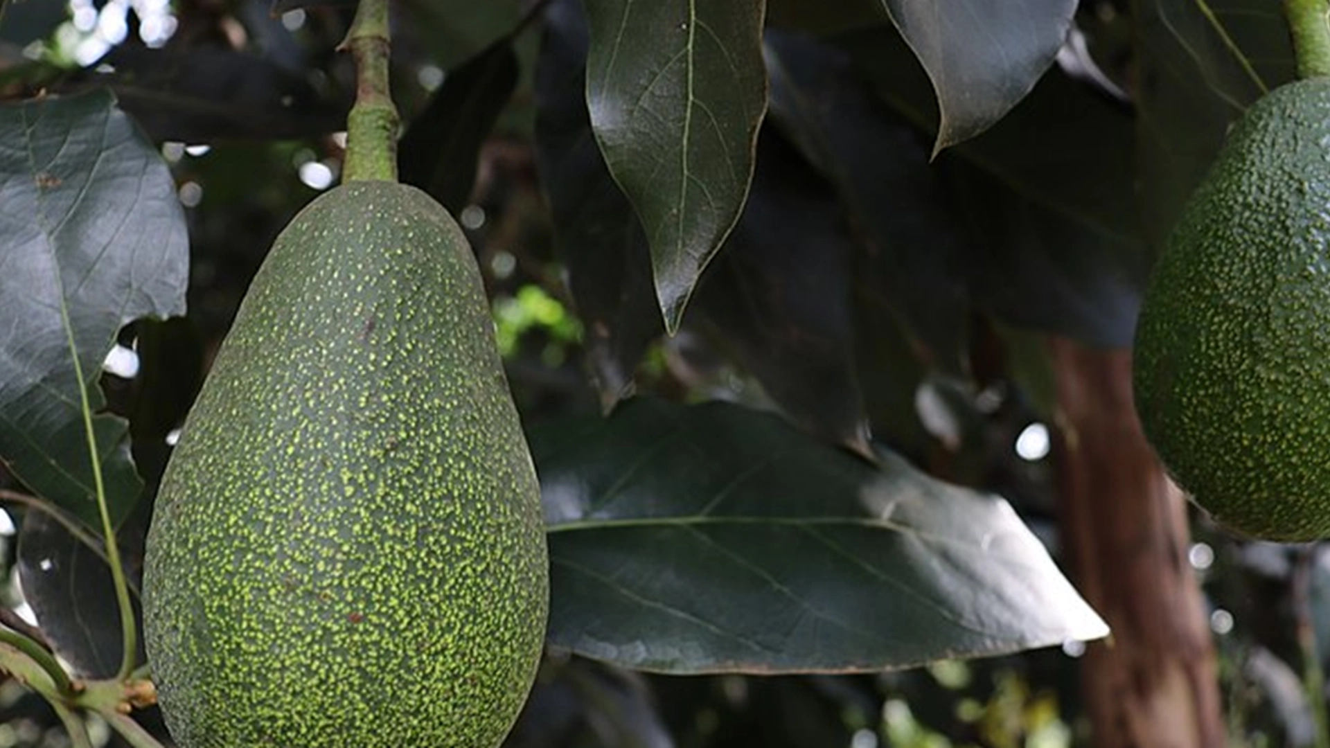Få ved det: Så lang tid tager det et avocadotræ at bære frugt