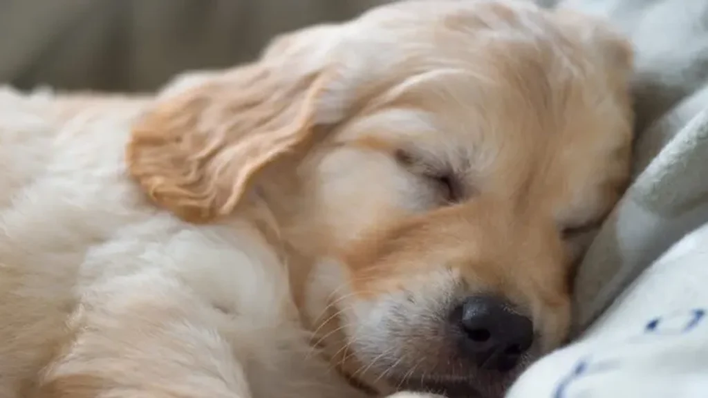 Har du også bemærket dette? Sådan bliver du påvirket af din hund