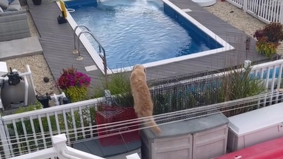En hund hopper uventet i naboenes pool: Hvad den lavede der, vil få dig til at klukke af grin