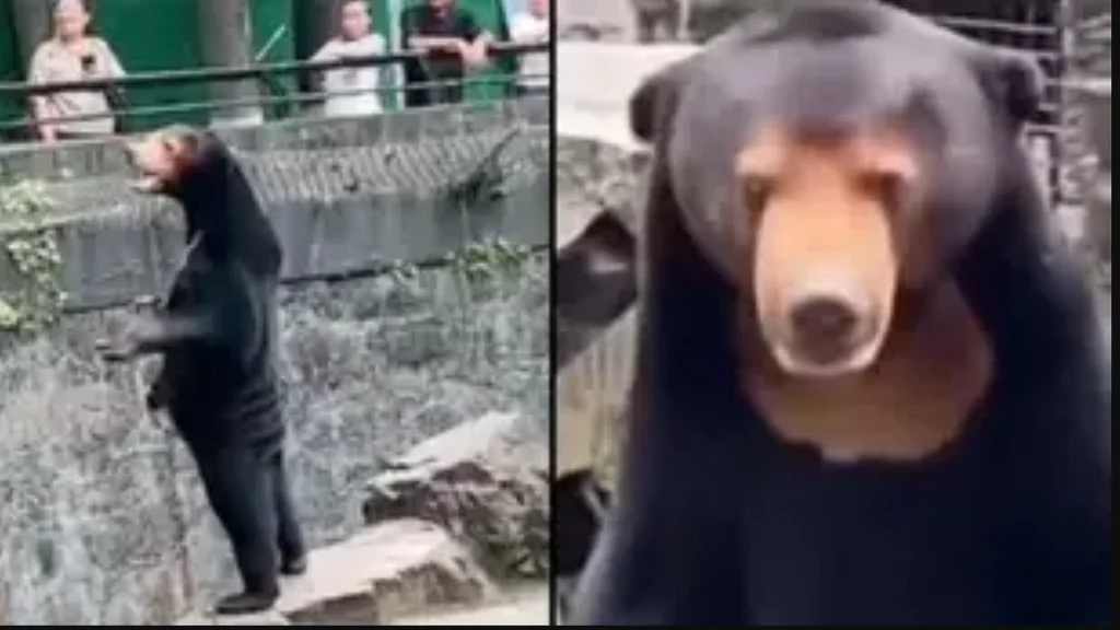 Zoo benægter: Vores hovedattraktion er ikke en person iført en bjørnedragt.