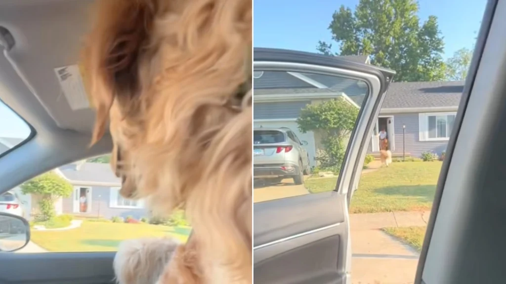Hund indser, at han skal hjem til mormor: Hans reaktion rører hjerter verden over