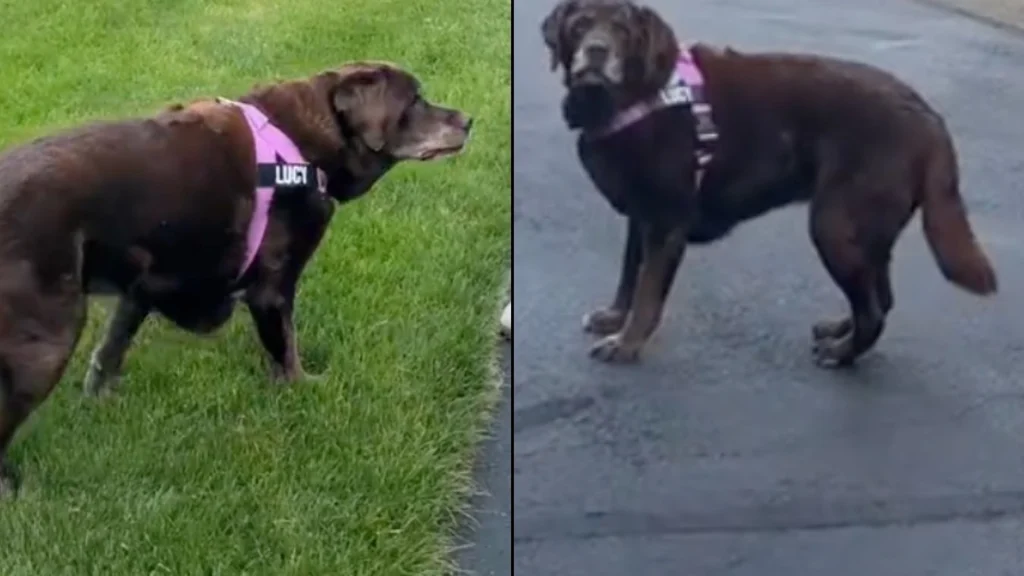 Kvinde kører hver dag en tur med sin gamle labrador: Årsagen har smeltet hjerter verden over