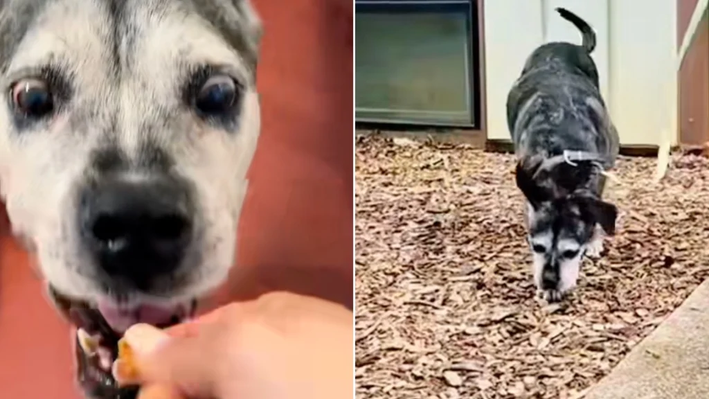 Ældre hund og ejer skulle ‘blive gamle sammen’: Men så ændrede tragedien alt