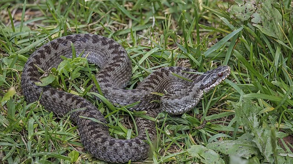 Naturvejleder med advarsel: Ser du en hugorm her, skal du ikke nærme dig