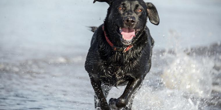 Chris lod sin hund tage en svømmetur i havet – tre dage senere var den død