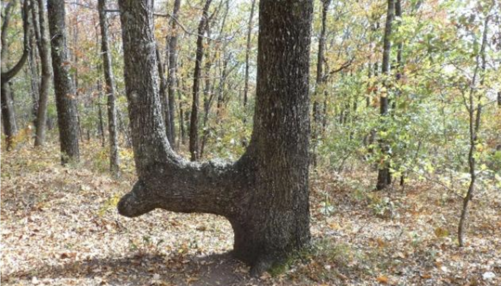 Har du undret dig over formen på disse træer? Dette betyder det, hvis du ser et bøjet træ i skoven