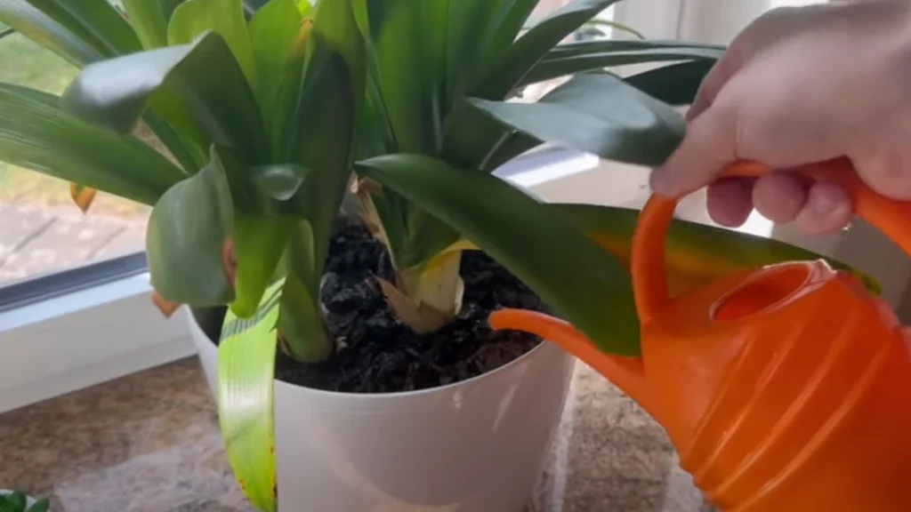 Det findes i stort set alle garager: Se hvad der sker, når du hælder det ned til dine planter
