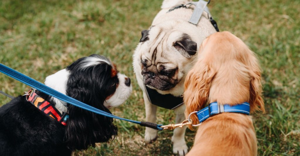 Hundetræner med opfordring: Stop med at begå denne fejl, når din hund snuser på gåturen