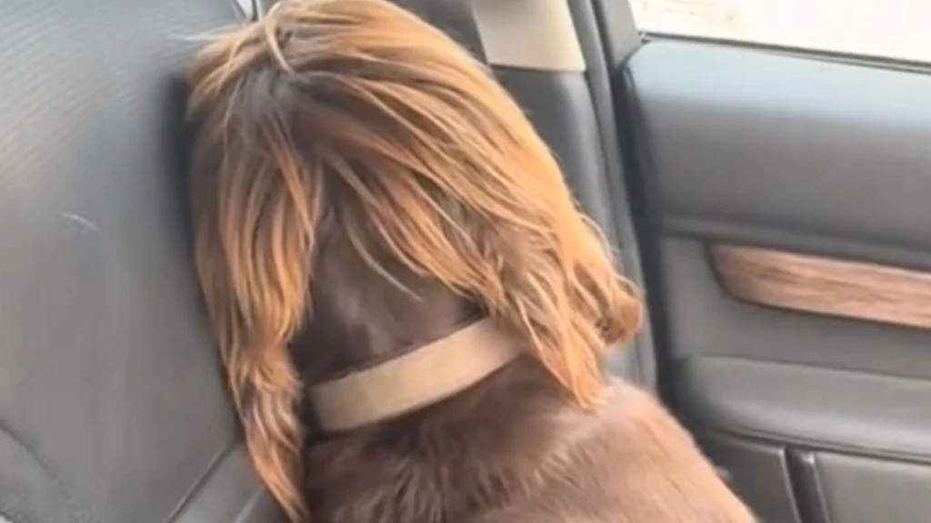 Hund gør det klart, hvordan den har det, da ejeren vender hjem fra ferie uden hende
