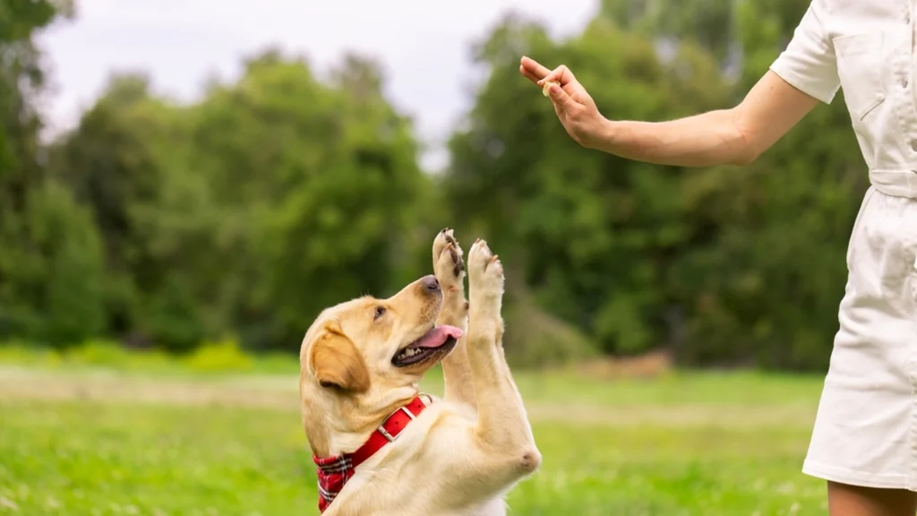 Stop med at give hunde dette kød: De elsker det, men det er farligt for dem