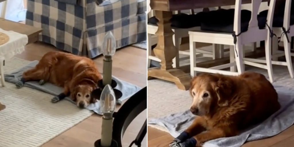 Kvinde undrede sig over, hvorfor hendes ‘gamle hund’ altid lå samme sted: Men så gik den hjertevarmende årsag op for hende
