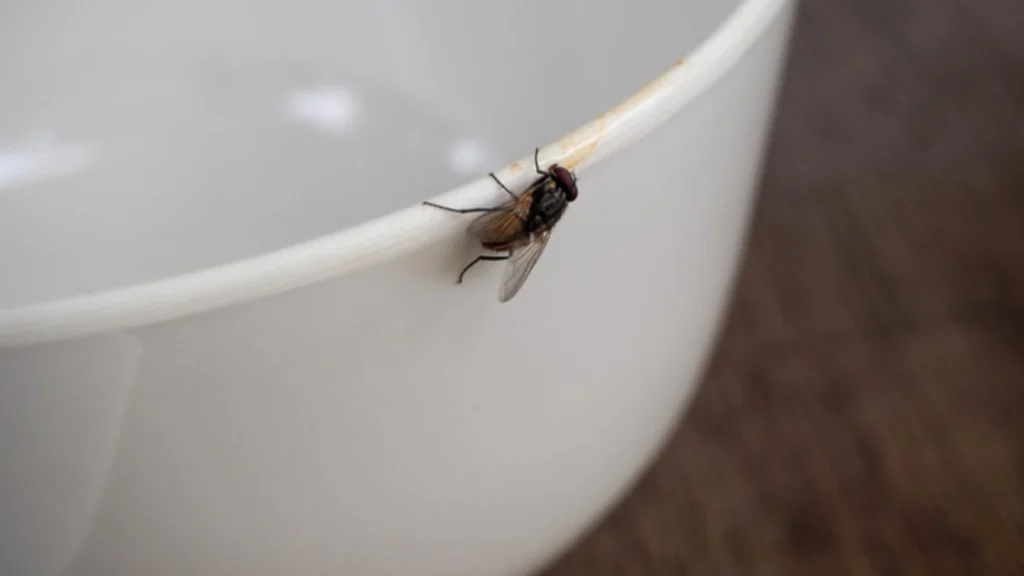Sådan kommer du nemt af med fluer i køkkenet: Kræver kun én bestemt ting