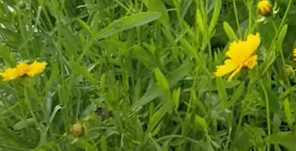 Erfarne gartnere elsker disse smukke planter: De behøver intet vand, men blomstrer som gale