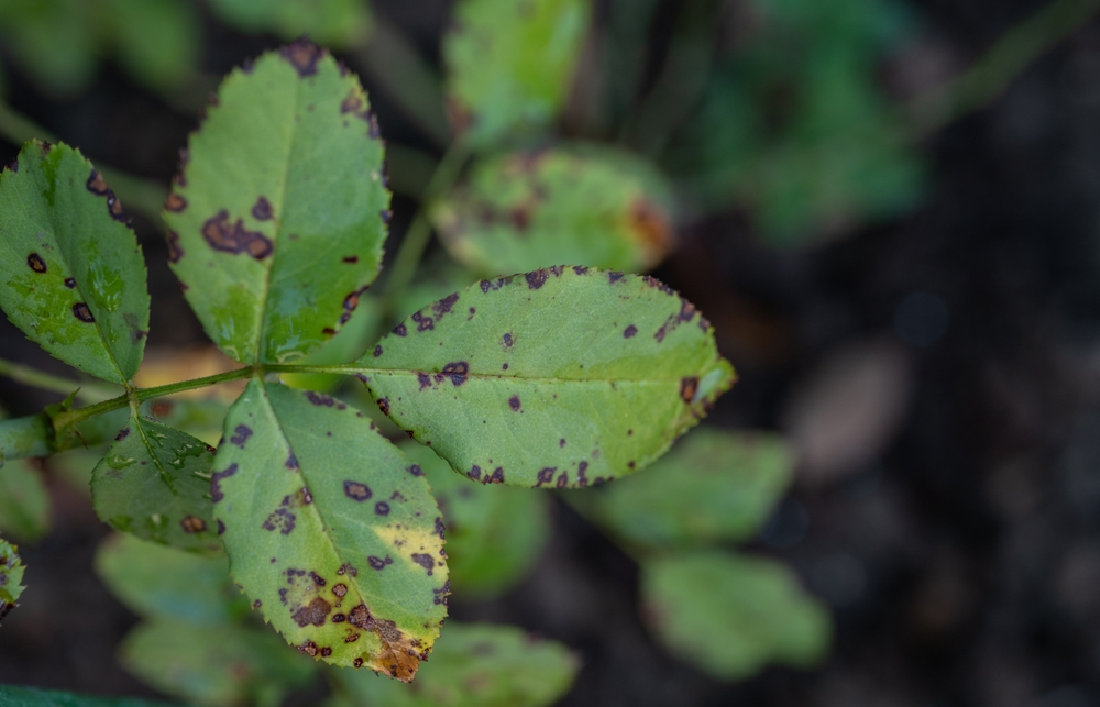Sorte pletter gemmer på alvorlig symptom: Sådan redder du dine blomster