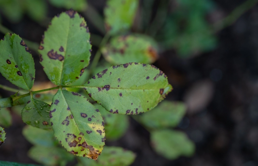 Sorte pletter gemmer på alvorlig symptom: Sådan redder du dine blomster