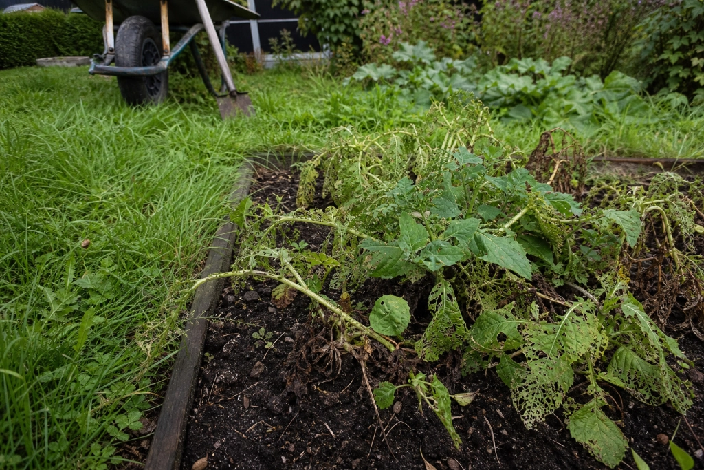 Pesticidstop i 2026: Flere kendte midler forsvinder fra danske hylder