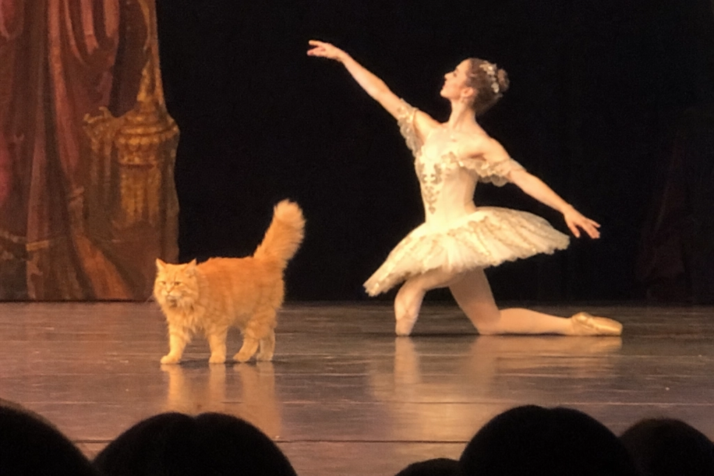 Katten gik på scenen under balletforestillingen og lagde sig ved Romeo - publikum glemte alt om skuespillerne