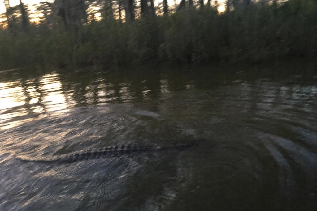 Han hoppede ned i sumpen for at undslippe politiet: Angrebet af alligator