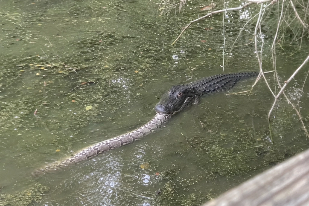 Turister måbede: Alligator slæbte rekordstor python gennem Everglades