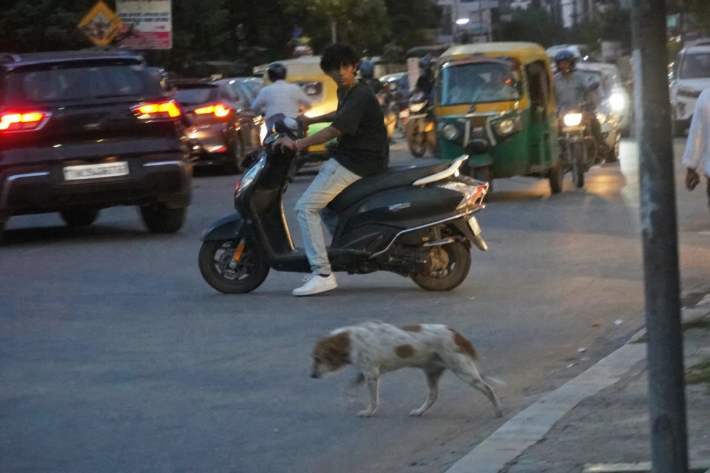 Dreng på scooter standsede trafikken for at hjælpe handicappet hund over vejen