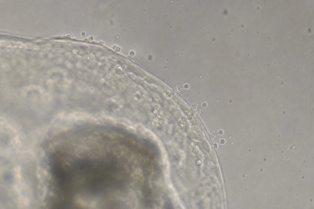 Influenzavirus bruger et trick ingen vidste om: Den gemmer sig i kroppens egne redningspakker og rider ind i raske celler