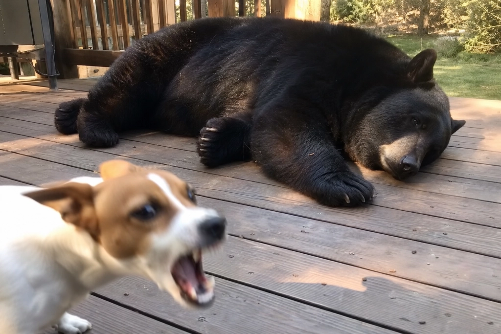 Hunden gøede alt hvad den kunne: Så lagde bjørnen sig bare til rette på terrassen