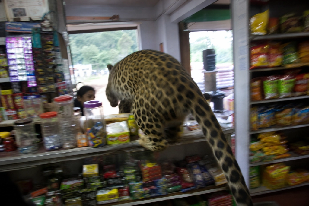 Leoparden sprang over disken og bed fat i kassereren: Det tog fem timer at få dem fri af hinanden