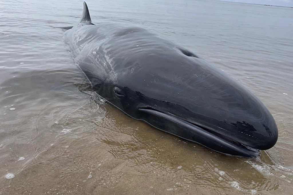 Corvus lå strandet på stranden i timevis - så traf redningsholdet en overraskende beslutning