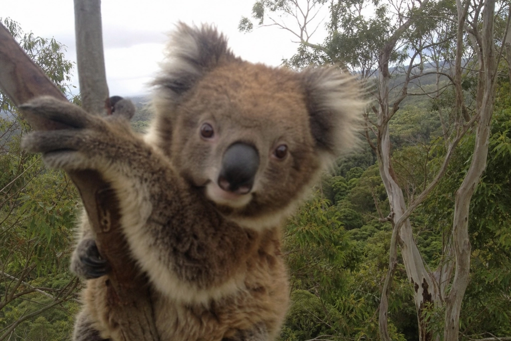 DNA fra 457 koalaer afslører en chokerende hemmelighed: De var tæt på at forsvinde for 100.000 år siden - og det var ikke menneskers skyld