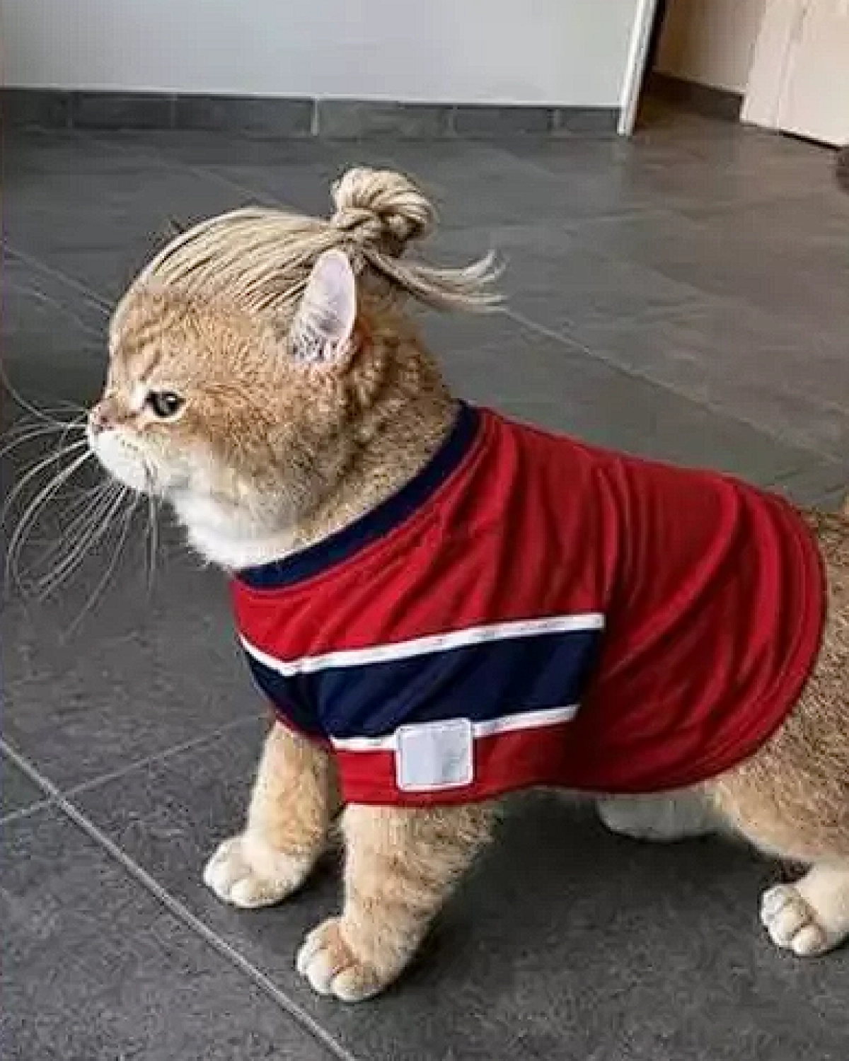 Haaland-kat