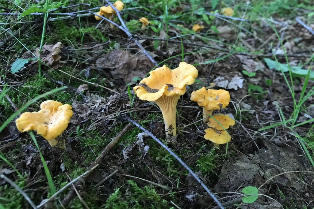Hvornår finder du kantareller i skoven, og hvad du skal undgå at forveksle dem med