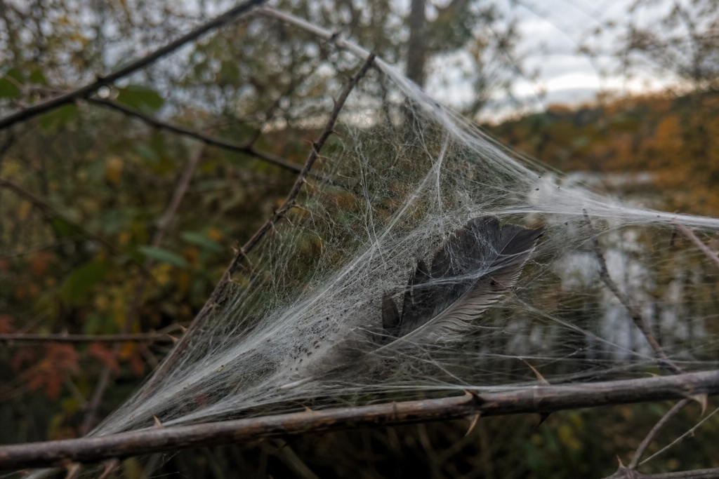 Halloween nærmer sig: Sådan laver du kunstigt spindelvæv uden at skade havens dyr