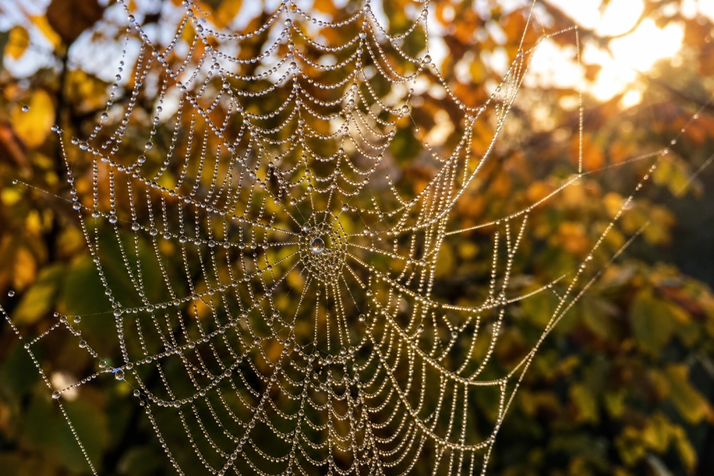 Derfor er edderkopper og spindelvæv blevet et fast symbol på Halloween