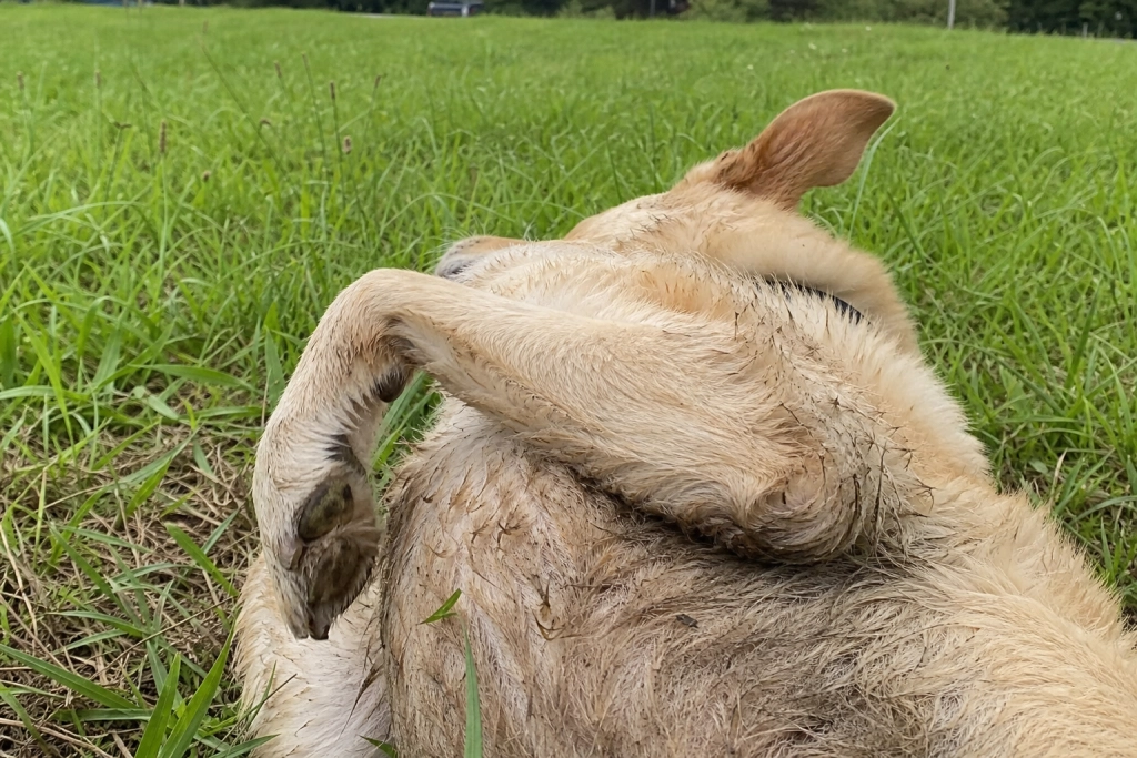 Hvorfor kan nogle hunde lide at rulle sig i blade?