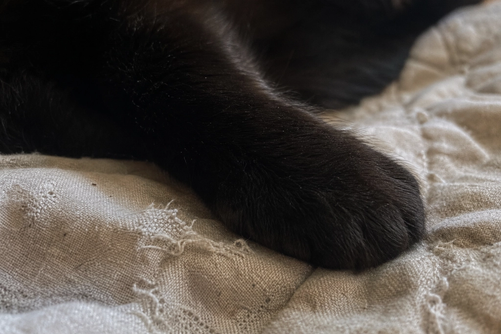 Sorte katte forbindes med uheld: Her begyndte overtroen