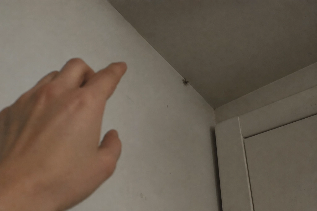 Derfor er nogle mennesker langt mere bange for edderkopper end andre