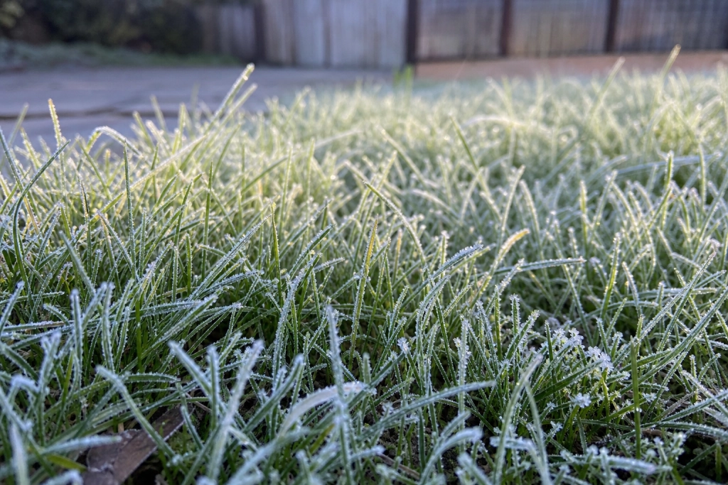 Rim på græsset i morges: Sådan opstår den hvide frost