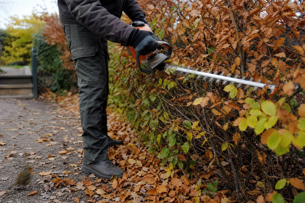 Mange klipper hækken inden vinter: Men hvornår er det egentlig en god idé?