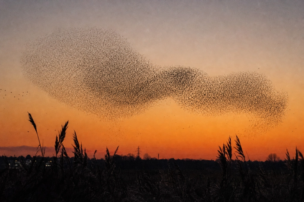 Ser du disse mærkelige formationer på himlen? Det kan være fugle på træk