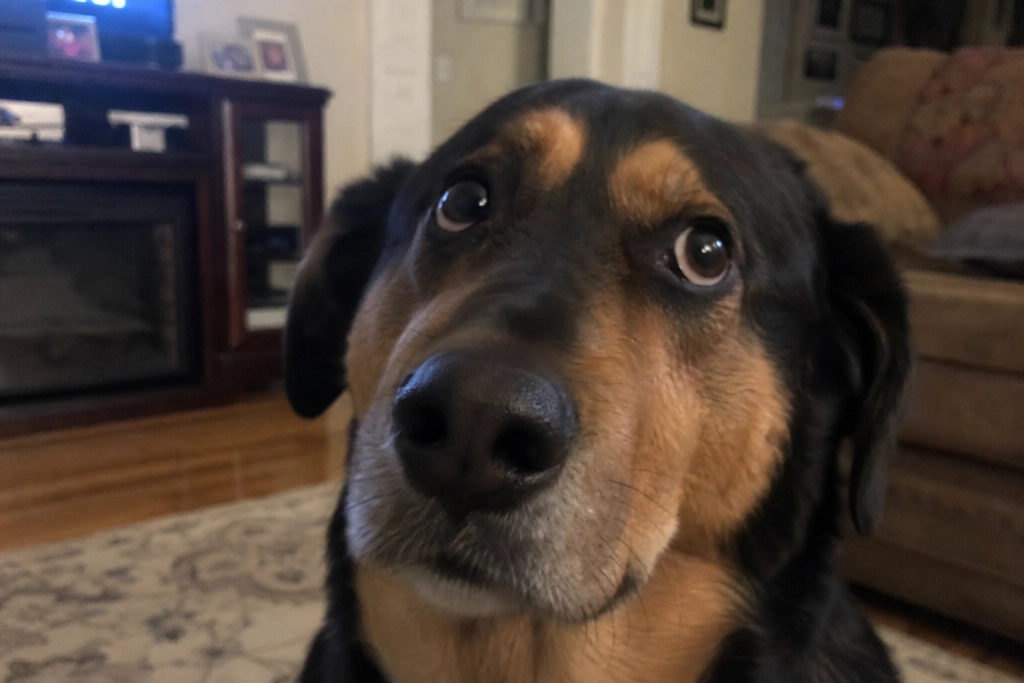 Derfor kan en hund reagere på en maske, som om den var et rigtigt ansigt