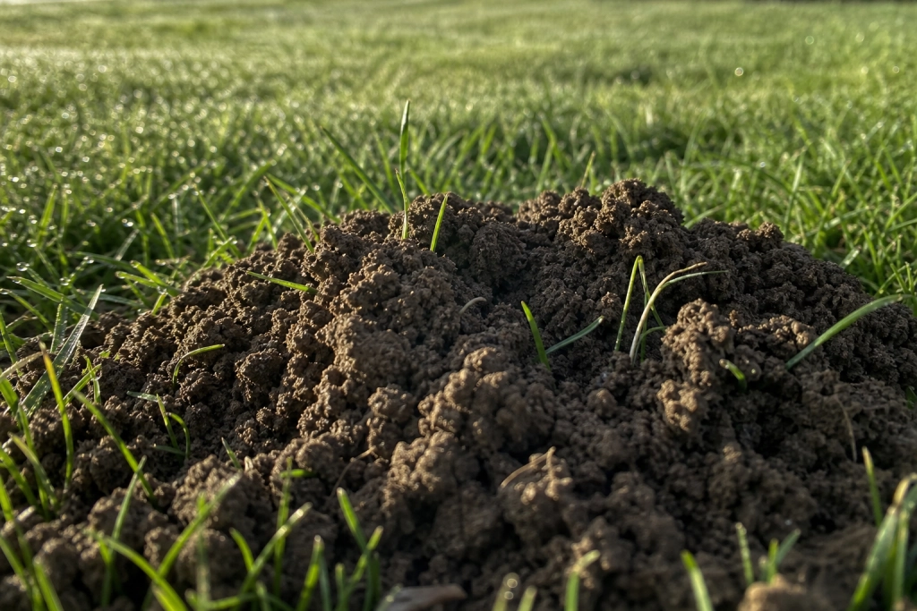 Mange kender den fra haven: Men hvad sker der med muldvarpen om vinteren?
