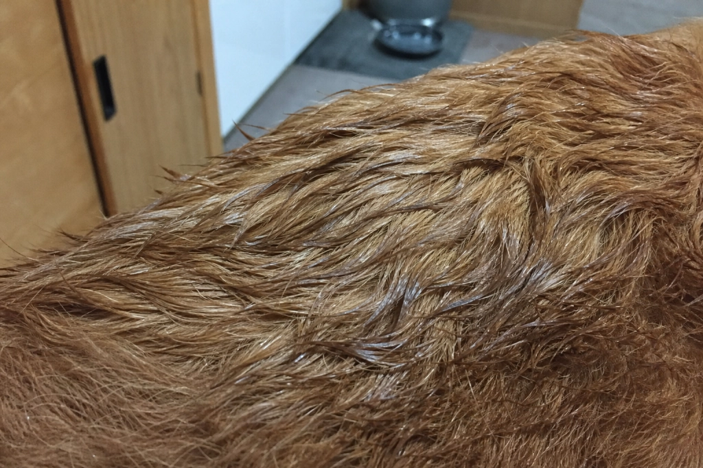 Derfor kan en våd hund lugte så voldsomt: Forklaringen er overraskende