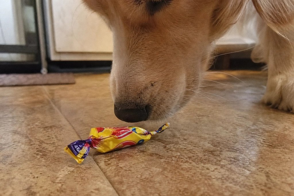 Halloween kan være farlig for hunden: Derfor skal du passe på slik og pynt
